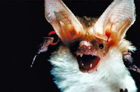 Dene Holes are a natural habitat for bats