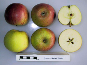 Cox apple identification