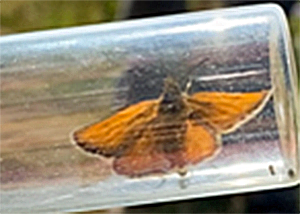 Small Skipper moth