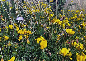 Birds foot trefoil and bind weed