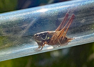Roesels bush cricket