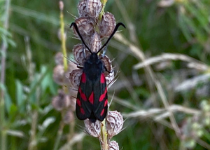 Six-spot Burnet Moth priming its wings.