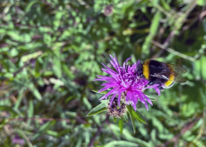 Barden bumblebee (bombus hortorum)