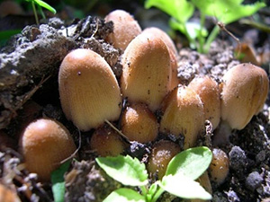 coprinus in the Parish