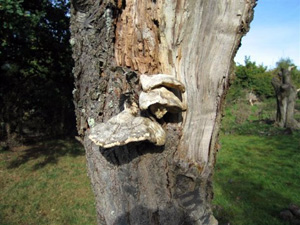 Laetiporus sulphureus looking sorry for itself