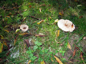 Macrolepiota rhacodes var. bohemica