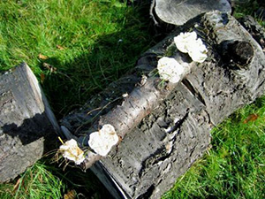 Trametes gibbosa - lumpy bracket on dead cherry