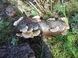 Trametes versicolor - turkey tail