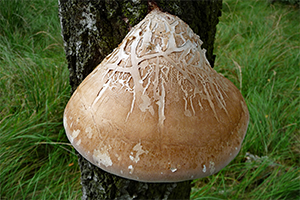 Piptoporus betulinus - razorstrop fungus