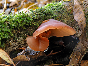 auricularia auricula-judae - jelly or jew's ear