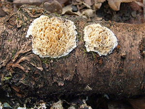 Basidioradulum radula toothed crust fungus on dead cherry