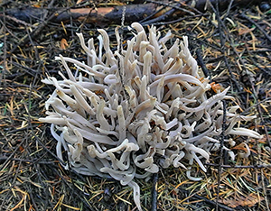 clavaria vermicularis in grass