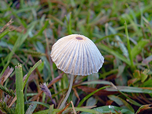 coprinus_plicatilis_Pleated_inkcap