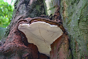 Southern Bracket Fungus - ganoderma adspersum