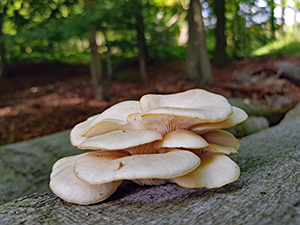 pleurotus ostreatus - oyster fungus