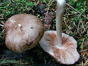 pluteus cervinus - deer shield