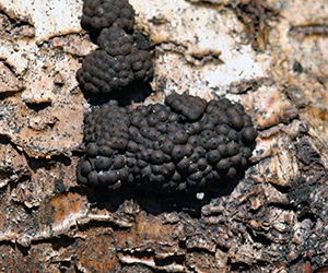 Birch woodwart fungus - hypoxylon multiforme