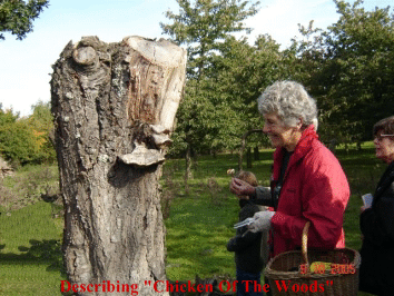 Jo Weightman viewing a "Chicken of the Wood" fungus