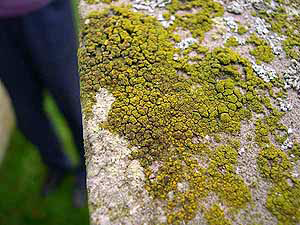Church Lichen Survey - candelariella