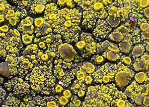 Church Lichen Survey - close up fruiting bodies