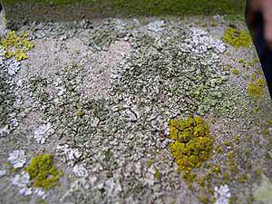 Church Lichen Survey - Physcia orbicularis, complex organism