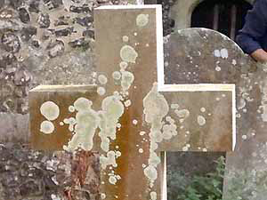 Church Lichen Survey - alga and lichen