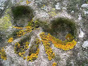 Church Lichen Survey - Xanthora - foliate lichen