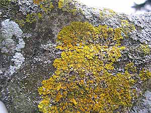 Church Lichen Survey - xanthora on exposed surface