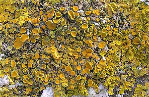 Church Lichen Survey - xanthora close up