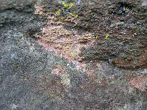 Church Lichen Survey - belonia nidarosiensis on ragstone