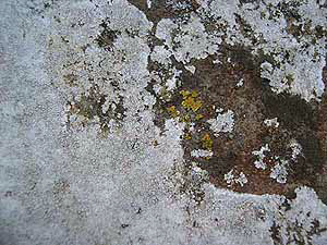 Church Lichen Survey - Aspicilia calcarea - powdery