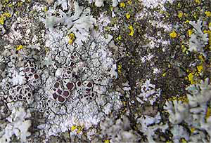 Church Lichen Survey - lecanora campestris close up