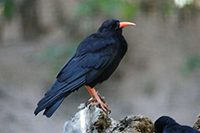 Reintroduction of the chough