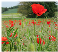 image of poppies