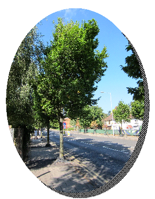 Thomas Quaife's tree on Remembrance Avenue, Sittingbourne