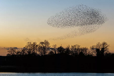 Starling murmuration