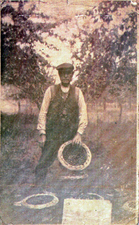 Grandfather George Edwin Macey - Cherry Picking