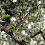 Twig of Blackthorne or Sloe
