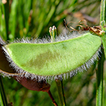 Pods of the Broom