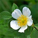 Flower of the Dog Rose