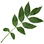 Composite Leaf of the English Ash