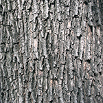 Bark of the Field Maple