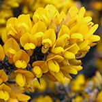 Flower of the Gorse