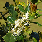 Flower of the Holly