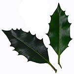 Leaf of the Holly