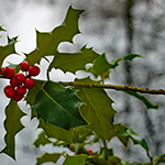 Twig of the Holly