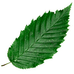 Leaf of the Hornbeam