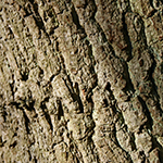 Bark of the English Oak