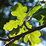 Leaf of the English Oak