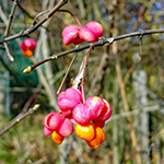 Fruit of the Spindle